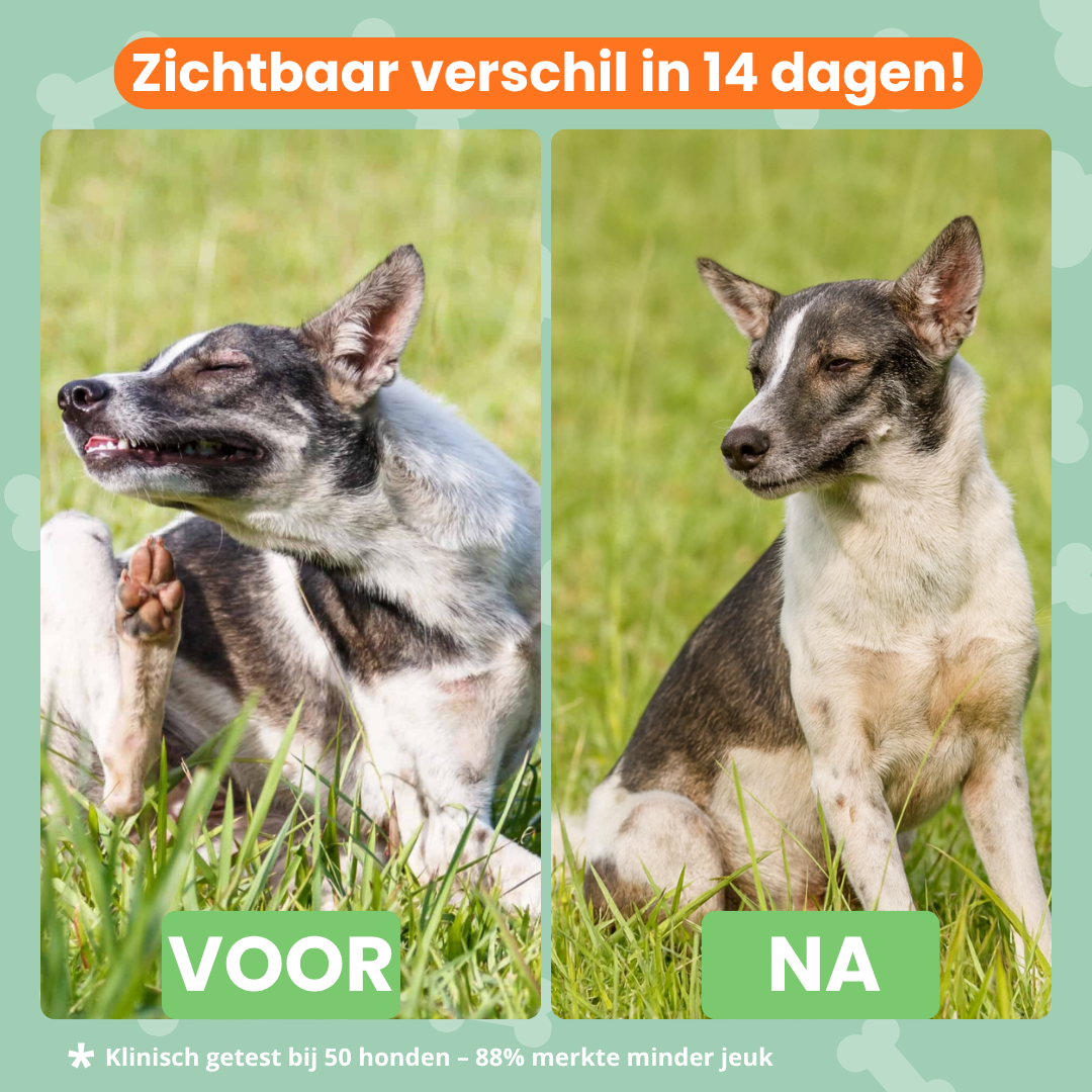 Jeukvrije Vacht Chew (Hond)