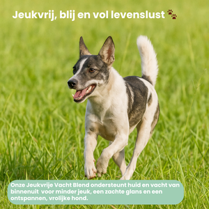 Jeukvrije Vacht Chew (Hond)