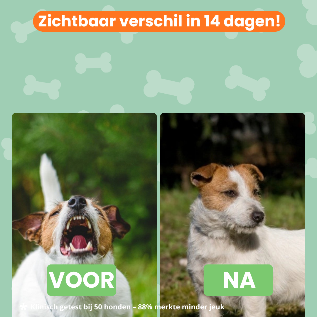 Rustige Hond Chew (Hond)