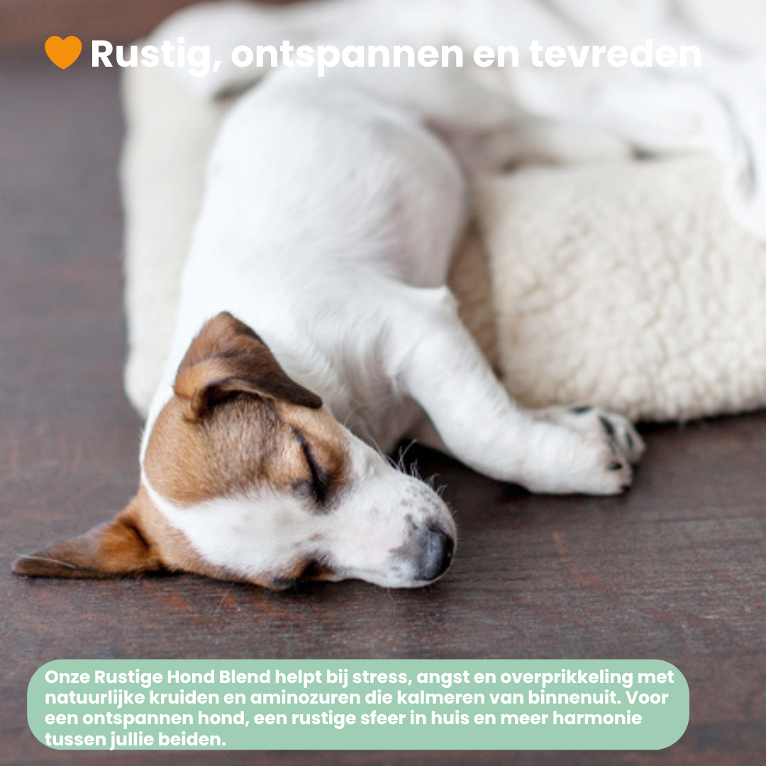 Rustige Hond Chew (Hond)