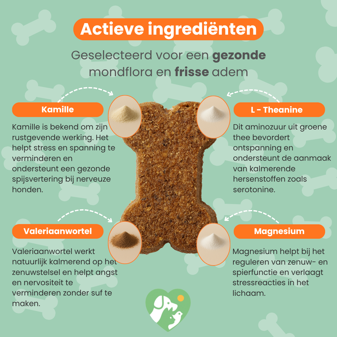 Rustige Hond Chew (Hond)