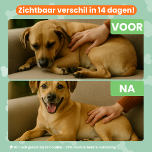 Blije Darmen Chew (Hond)