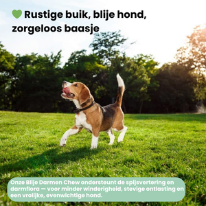 Blije Darmen Chew (Hond)