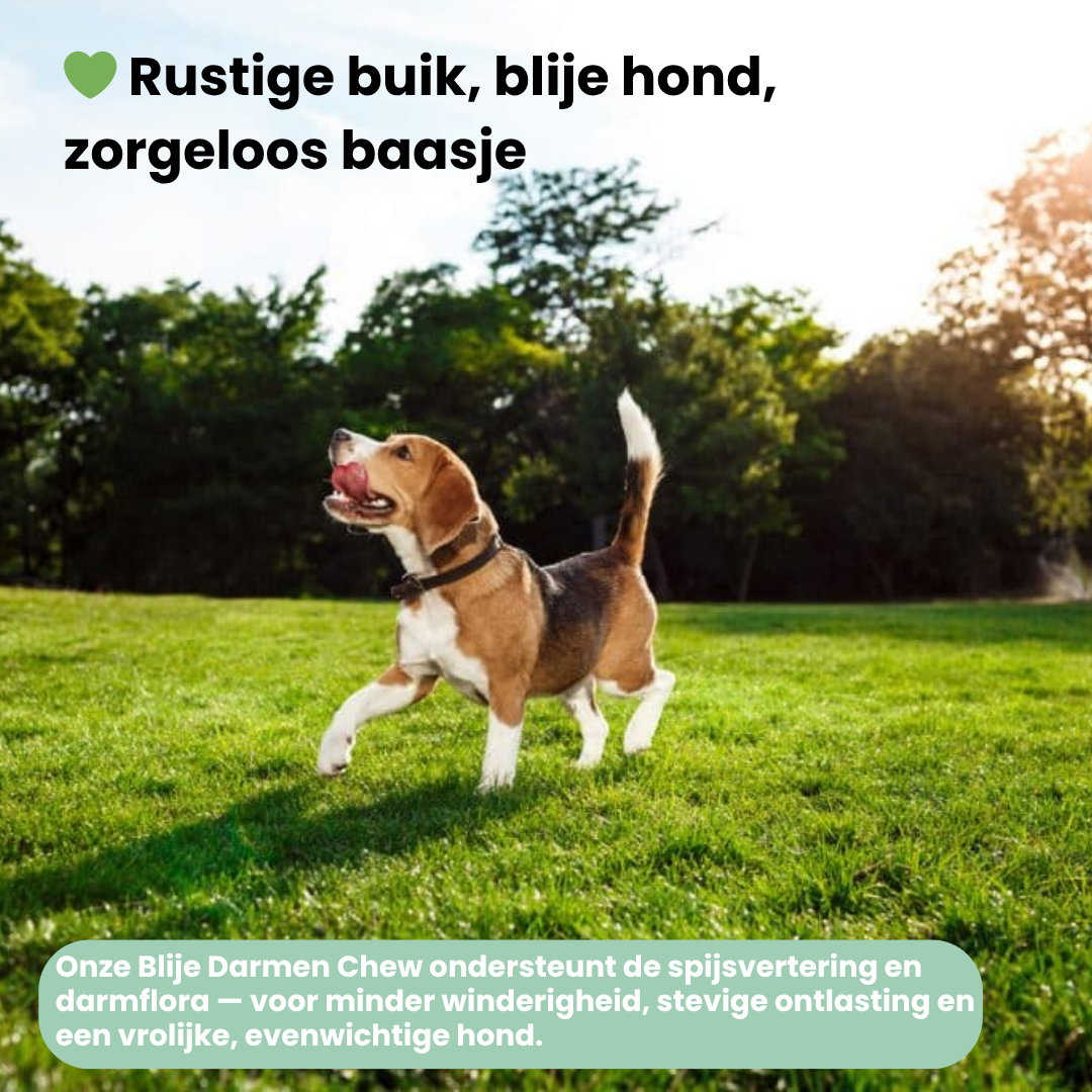 Blije Darmen Chew (Hond)